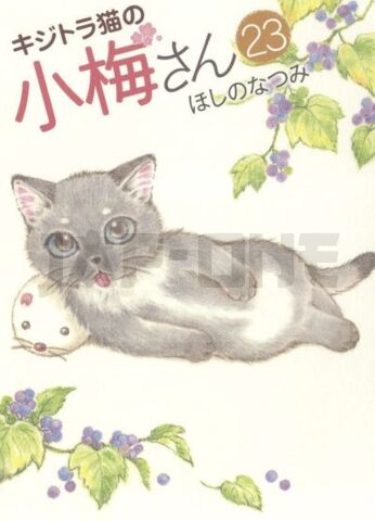 PLUM, UN AMOUR DE CHAT T23